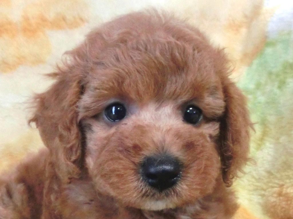 絶対おすすめ早い者勝ち!!めっちゃカワイイ男の仔♪