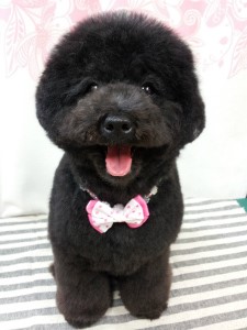 母犬のレイチェル