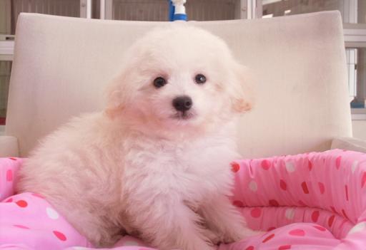 ミックス犬 ポメプーのクリームの男の子です!
