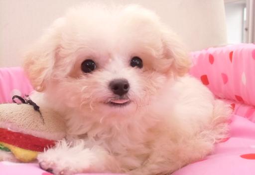 ミックス犬 ポメプーの女の子です♪