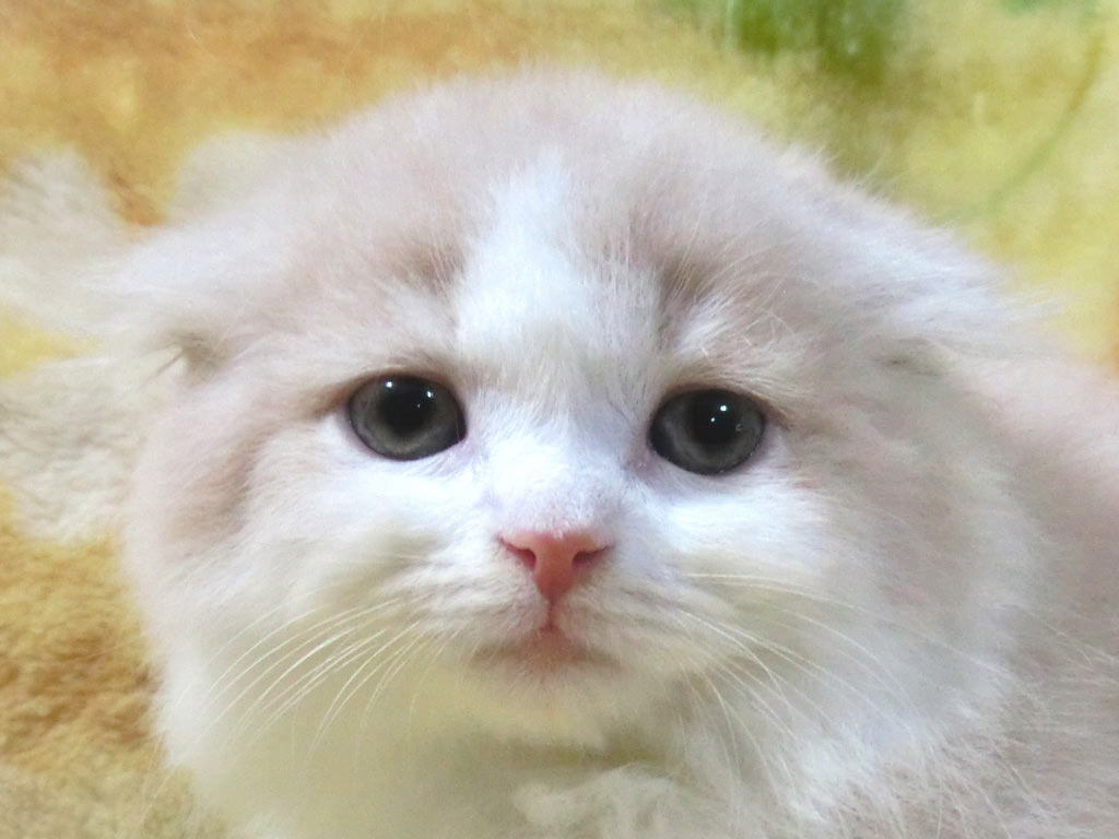 折れ耳マンチカン!!めっちゃカワイイ男の仔♪