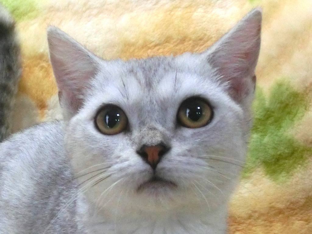 超短足☆綺麗な淡い優しい毛色のハンサムボーイ♪