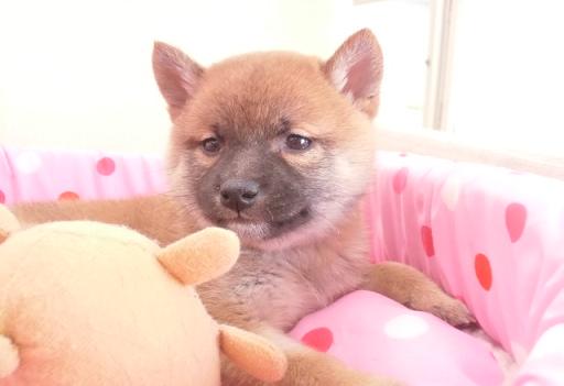 小ぶり柴犬の女の子です♪