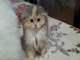 かわいい折れ耳の三毛猫