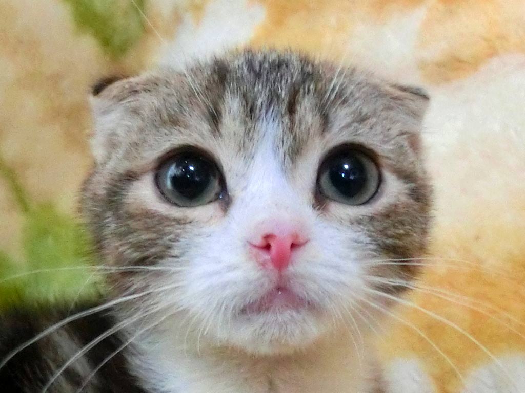 小ぶり!めっちゃめちゃ可愛い男の仔♪