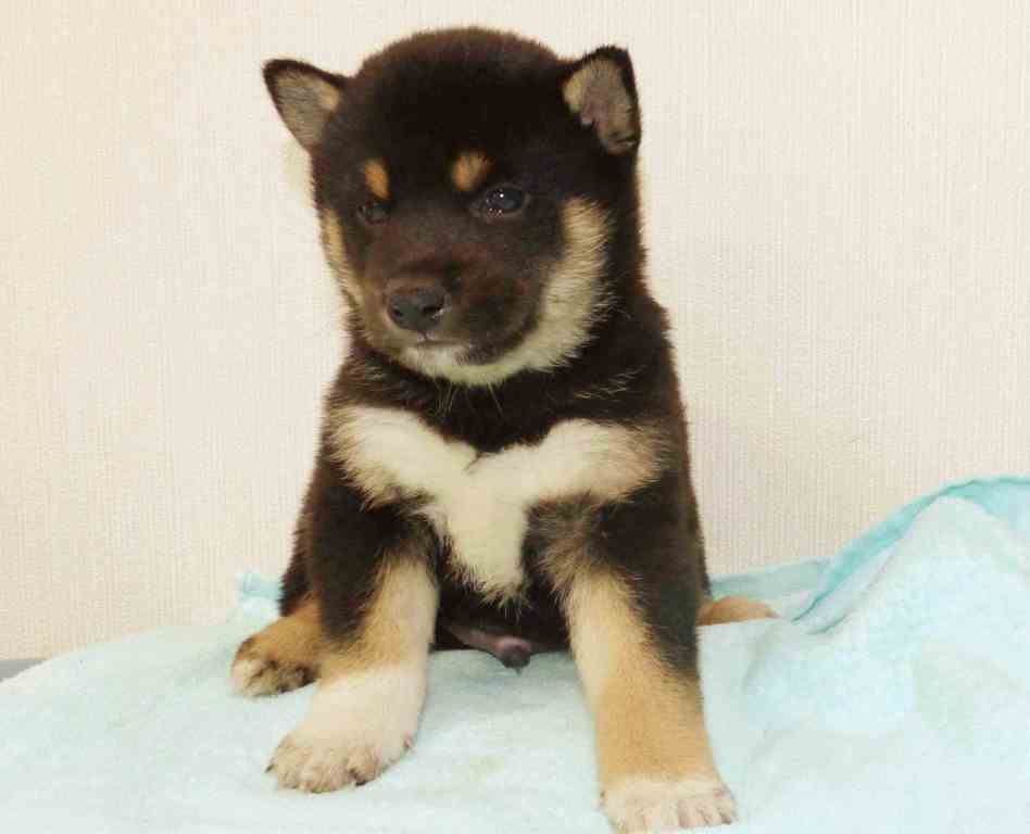 綺麗な顔立ちの子犬です