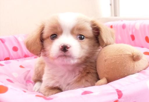 ミックス犬 狆×ミニチュアダックスフンドの男の子!
