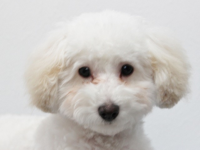 父良血統!スマッシュ系プードルチャンピオン犬