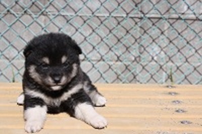 似たようなポーズで御免なさい
