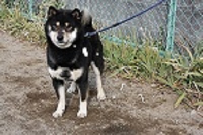 如何にも牡らしい風格のある犬です