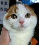 父猫 ACCチャンピオンです。