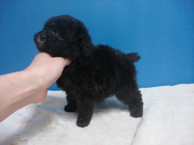 家庭犬としても最高の家族としてお迎え頂けます。