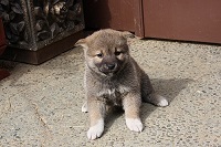 口の周りの黒い仔は将来赤毛が濃くなる