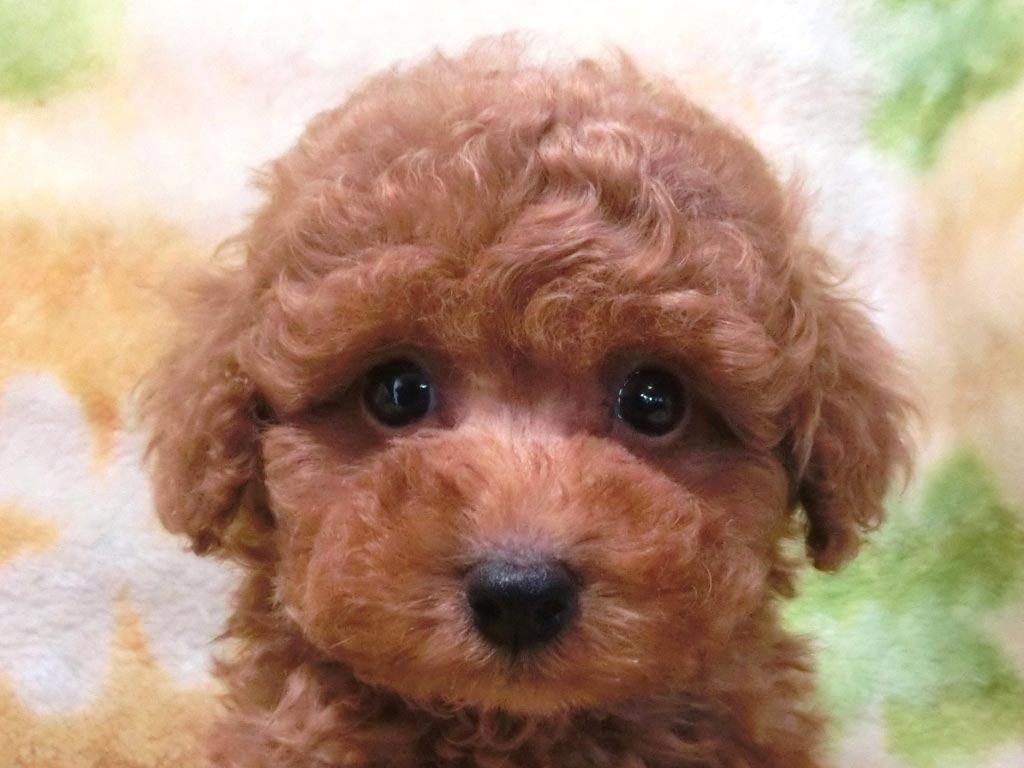 ティーカップ予想!円らな瞳でめちゃカワイイ男の仔♪