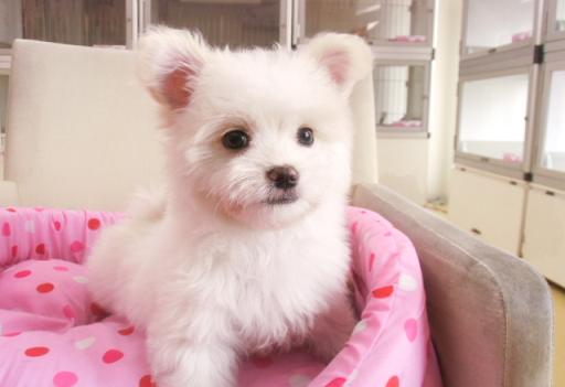 ミックス犬 マルチーズ×チワワの男の子です!