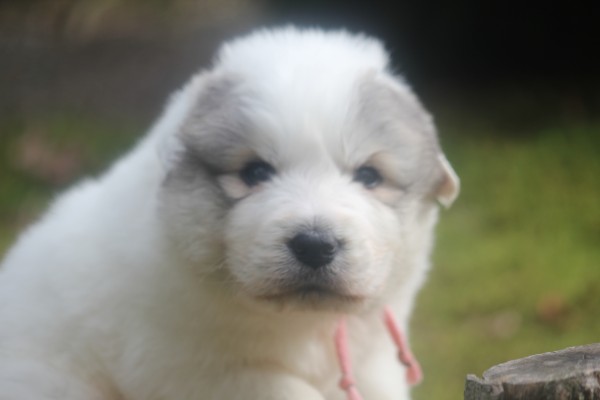 色素の濃いかわいい子犬です