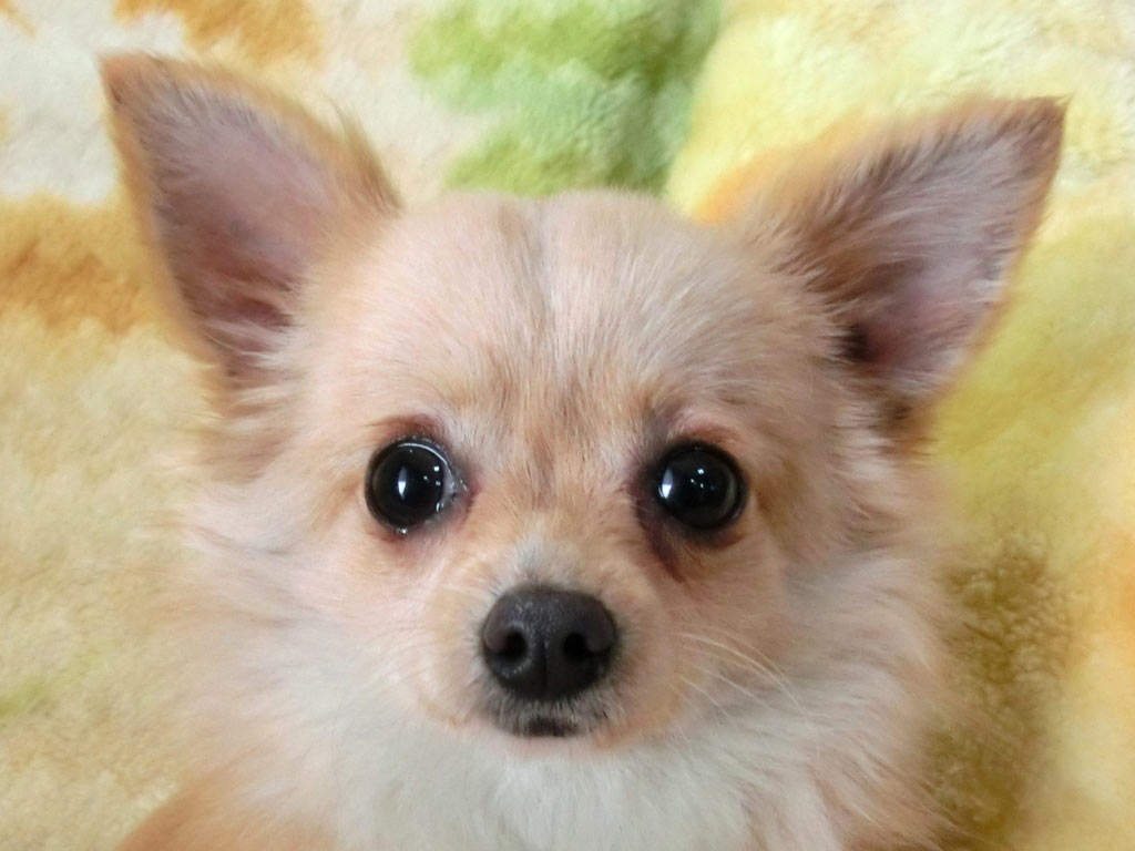 未成犬早期譲渡希望の為☆表示価格のみです☆