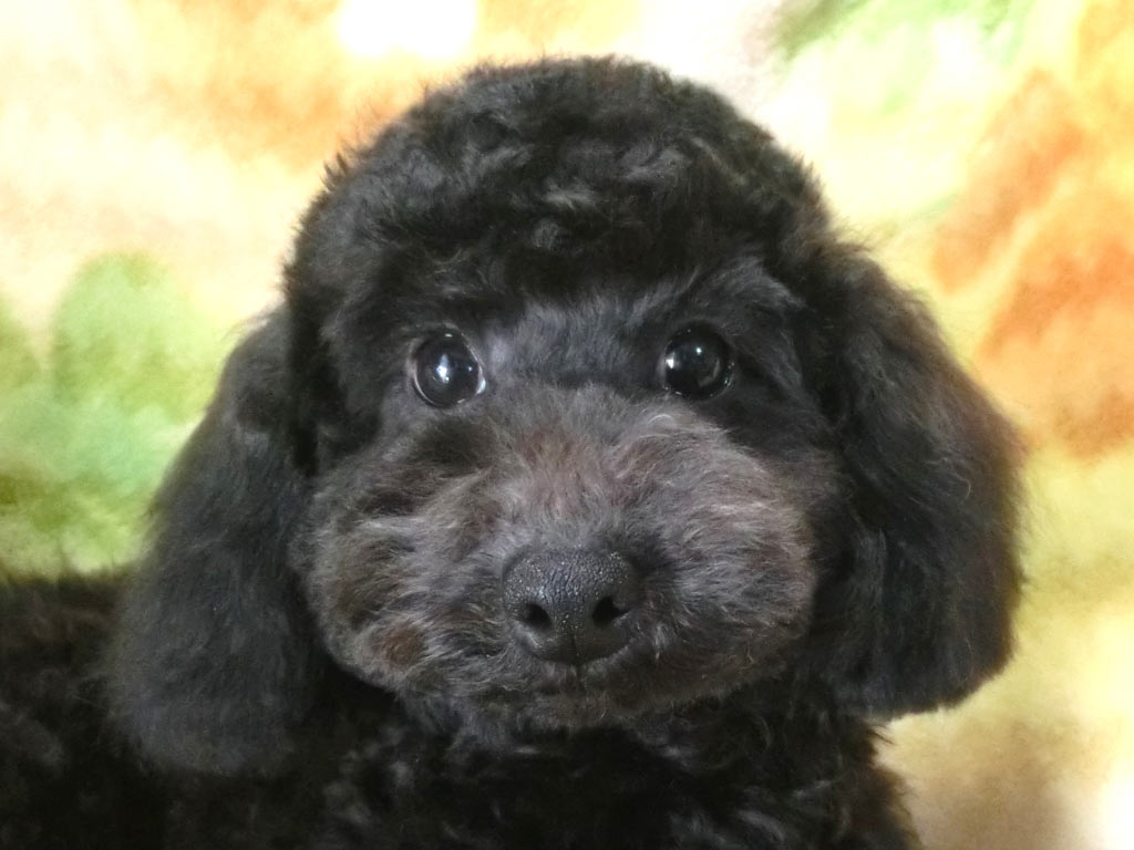 未成犬・血統書無の為!! ☆表示価格のみです☆