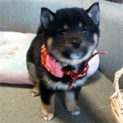 こっろころの豆ちゃん