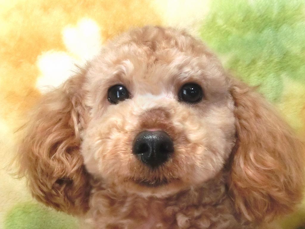 ☆スペシャルプライス!!☆未成犬・タイニーサイズ!