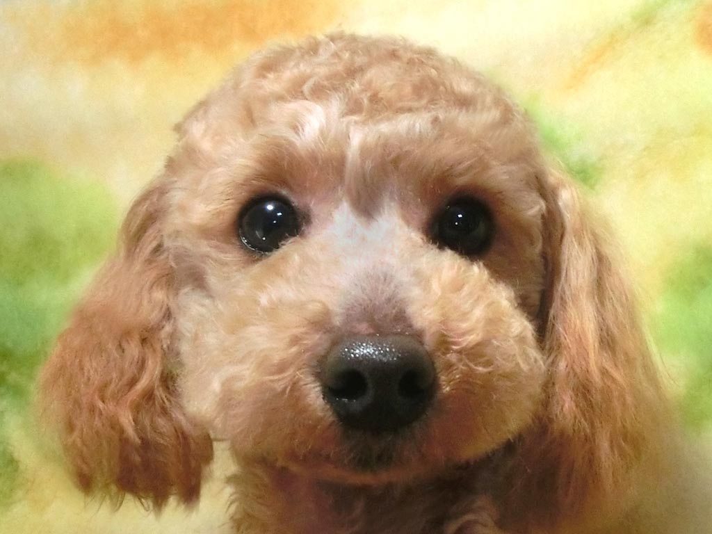 ☆スペシャルプライス!!☆未成犬・タイニーサイズ!