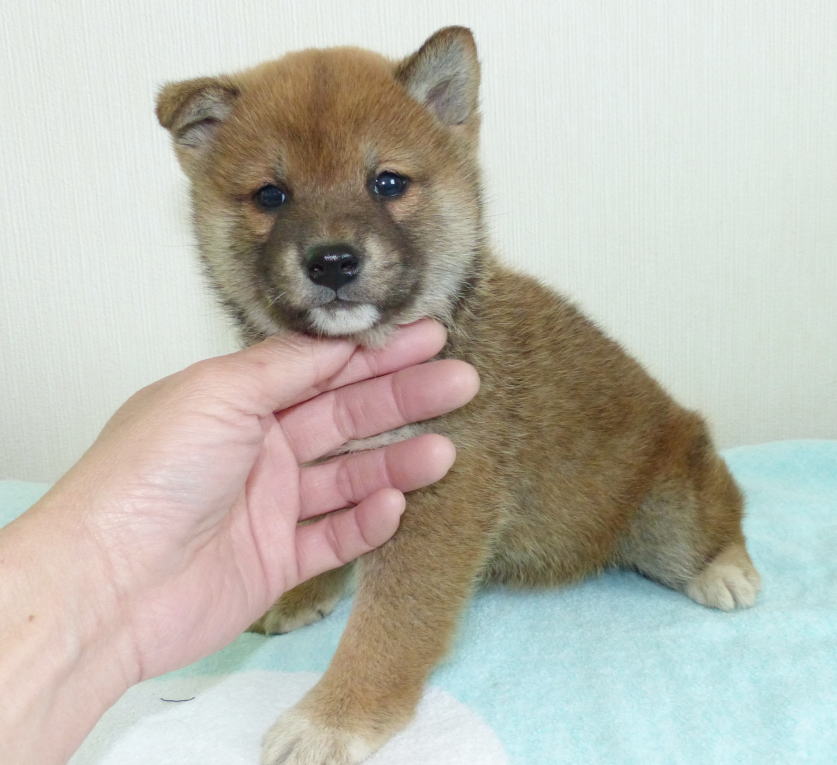 綺麗な顔の子犬です