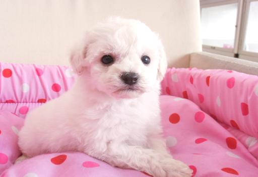 ミックス犬 ポメプーのホワイトの女の子です♪