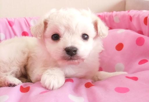 ミックス犬 Tカッププードル×チワワの男の子です!