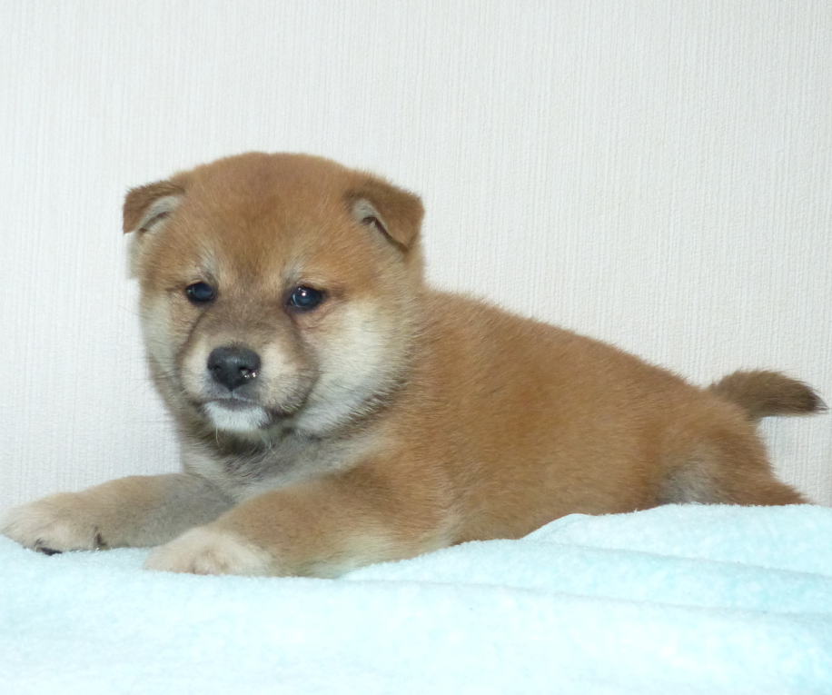 綺麗な顔立ちの牝子犬です