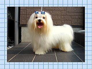 父犬