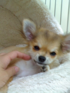 とってもやさしい色になりました。