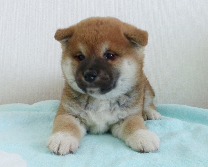 男らしい子犬です。
