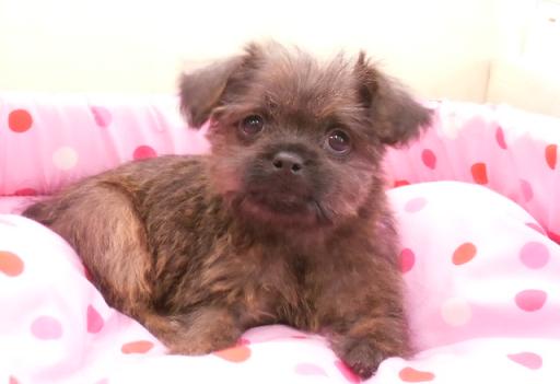 ミックス犬　パグ×プードルの男の子です！