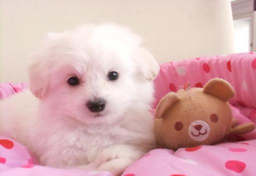 ミックス犬 ポメプーのホワイトの男の子です!