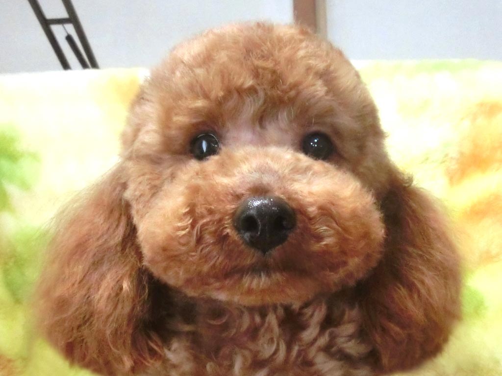 ☆スペシャルプライス!!☆未成犬・タイニーサイズ!