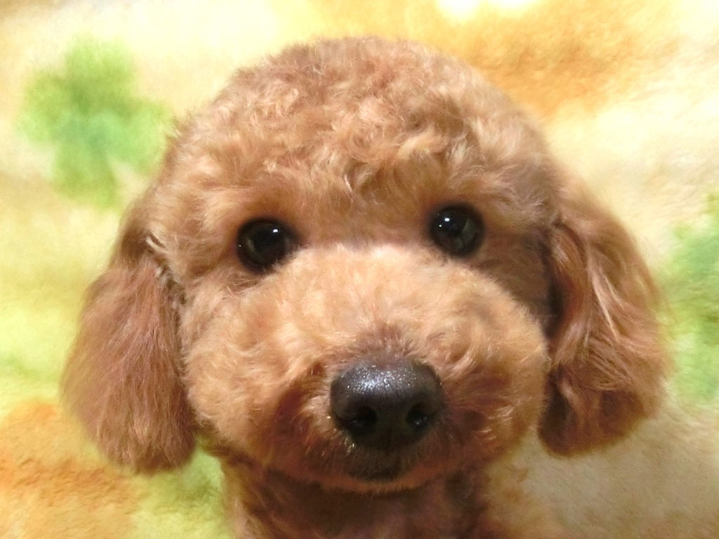 ☆スペシャルプライス!!☆未成犬・タイニーサイズ!