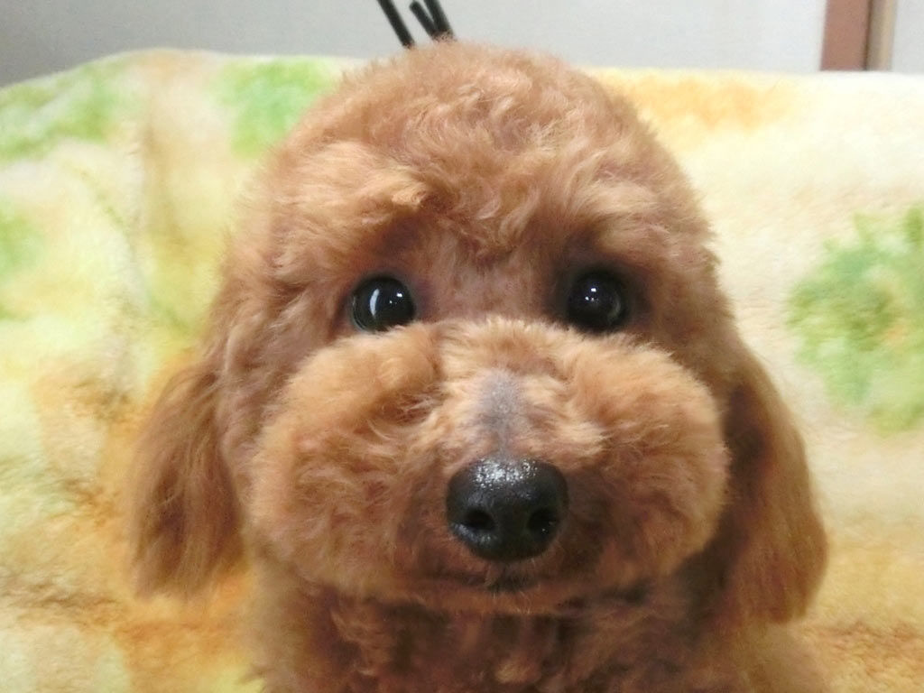 ☆スペシャルプライス!!☆未成犬・タイニーサイズ!