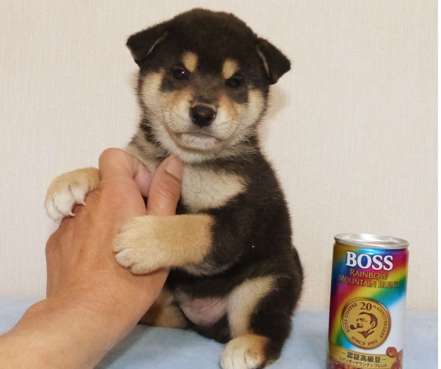綺麗な毛色と顔立ちの雄子犬です。