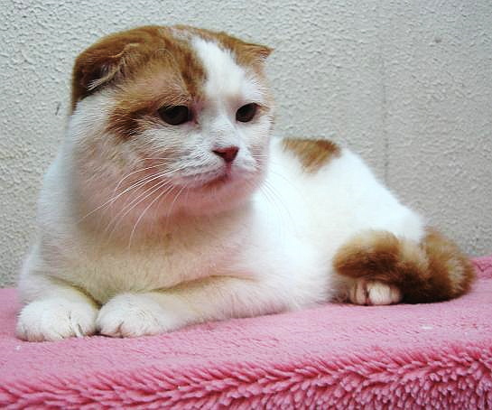 父猫 ACCチャンピオンです。