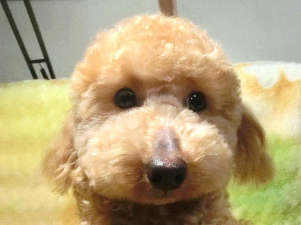 ☆スペシャルプライス!!☆未成犬・タイニーサイズ!