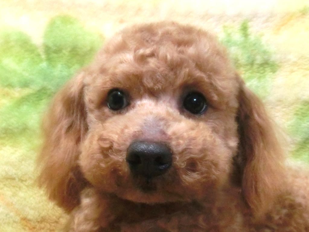 スペシャルプライス!!☆未成犬・小ぶりのトイサイズ