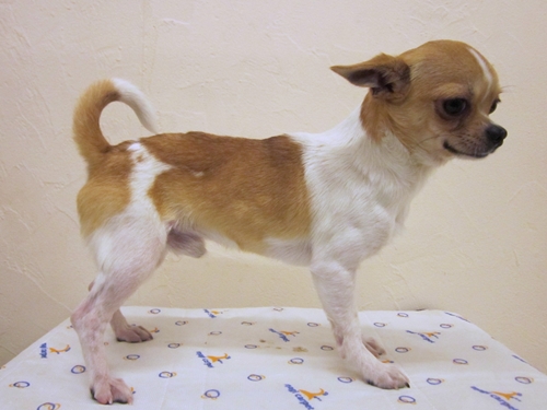 凛とした顔つきは、チャンピオンの父犬譲りです!