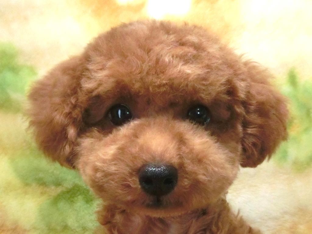 ☆スペシャルプライス!!☆めっちゃ可愛い男の仔♪