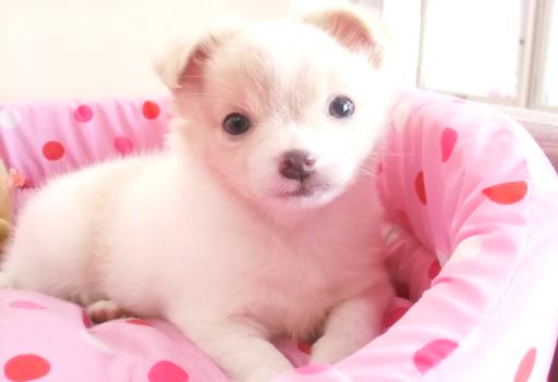 ミックス犬 ポメチーのホワイトクリームの男の子です