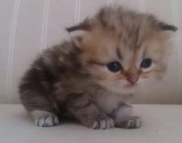 ペルシャ　チンチラゴールデン