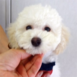 真っ白ふわふわの男の子
