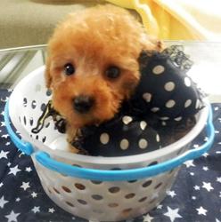 あまえたがり屋さん