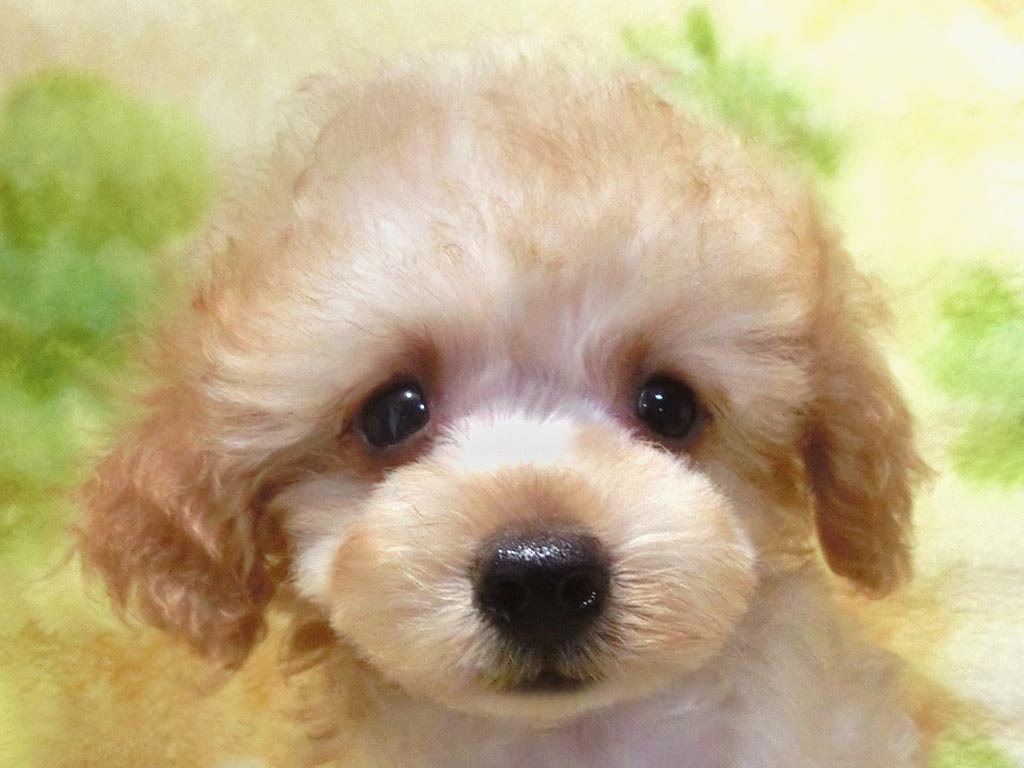 まん丸なホント小っちゃいお顔 超可愛い男の仔♪