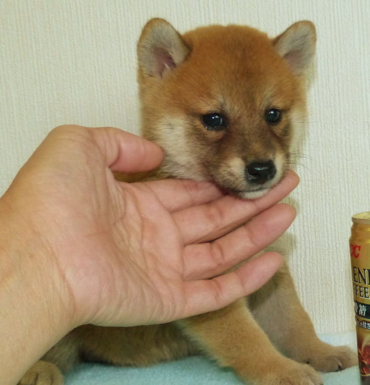 綺麗な顔立ちの元気な雄子犬です。