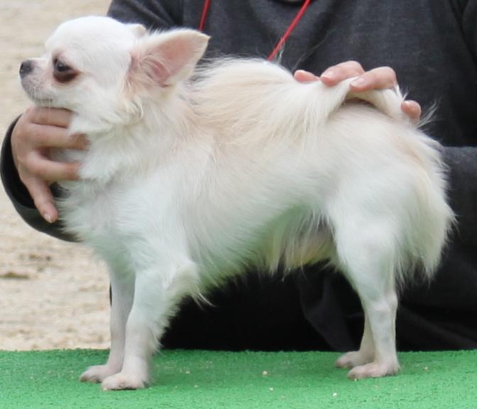 父犬 チャンピオン犬です。